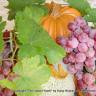 Autumn Arrangement 1